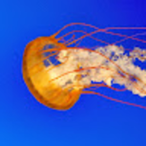 Meet your Posher, Jordan - Picture 1 of 1